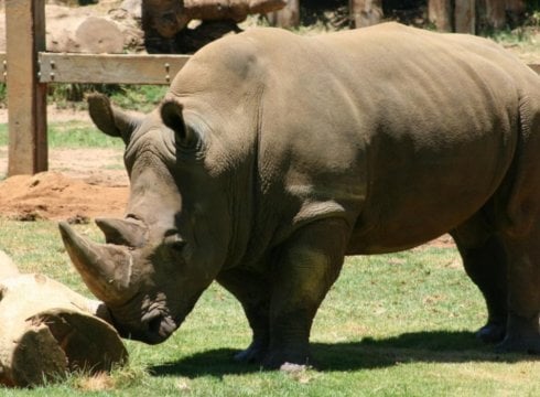 entrepreneurs-thick skin-rhino