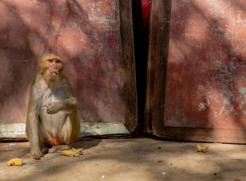 Delhi Researchers Use AI To Tackle City’s Monkey Menace