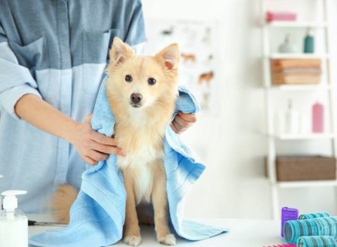 Pet Care Startup Wiggles Raises $1 Mn, Plans To Expand Its Footprint