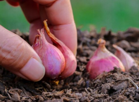 Here’s How Agritech Helped Farmers Avoid Onion Crop Damage