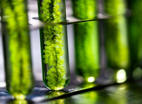 Student Biotech Startup Bags $10 Mn From UAE Firm For Its Seaweed Innovation